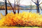 Keuka Forsythia.jpg