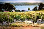 Cayuga Vineyard.jpg