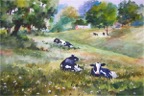 Cows Resting II.jpg